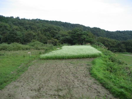 蕎麦植え1ヶ月1
