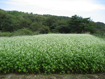 蕎麦植え1ヶ月2