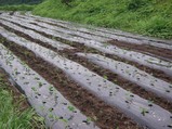 植え付け1