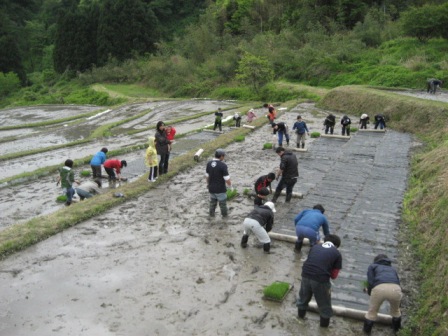 田植え体験会1