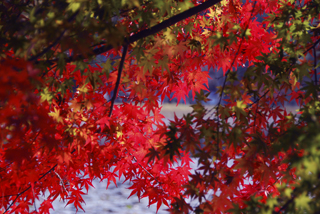 091116momiji