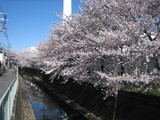 高井戸桜