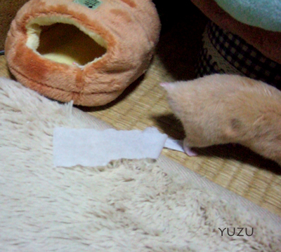 DSCF7262