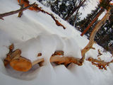 2008_1229_172055