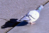2008_1228_095950