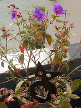 fairy111002.jpg