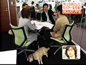 会議室で愛犬