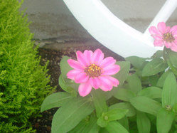 niwa3