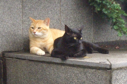 minkuro5