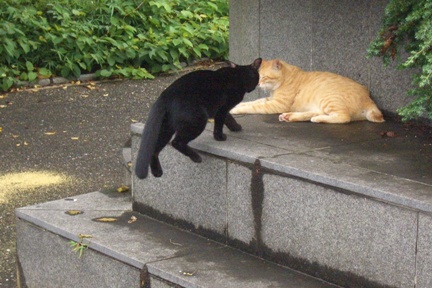 minkuro1