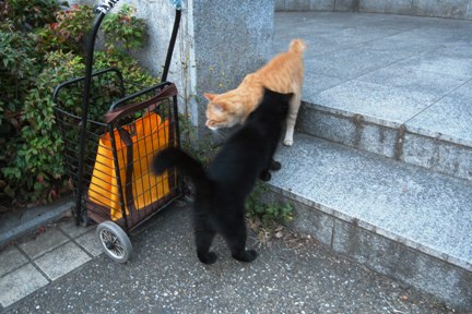 ちびくろ2