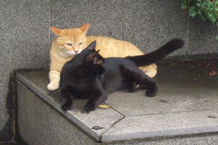 minkuro3