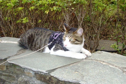 ぐっぱちゃん1