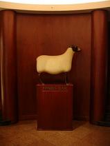 sheep