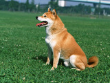 犬