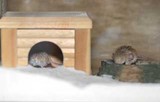 ピグミージェルボア