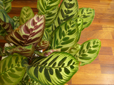 ミラネーゼ 観葉植物2