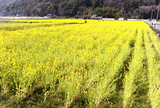 菜の花 畑