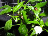 050616Redpepper