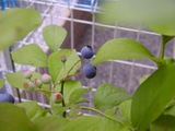 050723blue