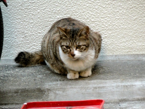 ねこ