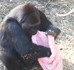 zoo_ev200911_p5