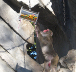 zoo_ev200911_p6
