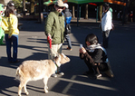 zoo_ev200911_p16