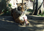 zoo_ev200911_p7