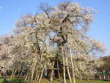 久保桜