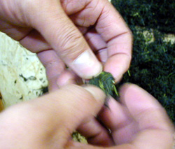 茶葉