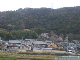 しだれ401