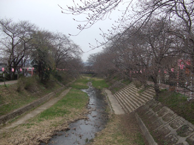 井出桜323B