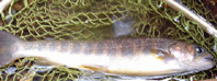 岩魚