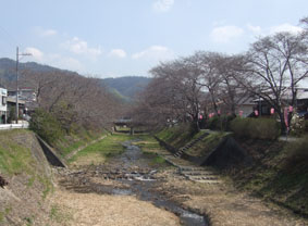 井出桜325B