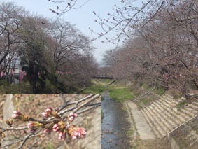 井出桜325