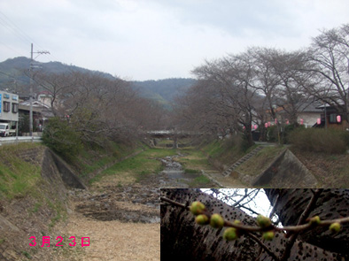 井出桜323