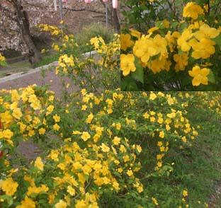 山吹