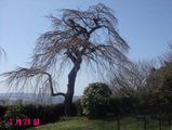 sidare