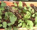 13edf884.jpg