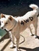 £´WD