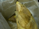 49104f95.JPG