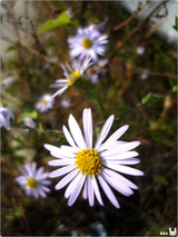 noname