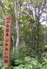 巨木ふれあいの道