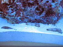 ���񂱁����Ȃ����݂��炵