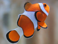 �j���V��