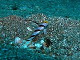�ҥ�ͥ�