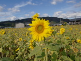CIMG4342