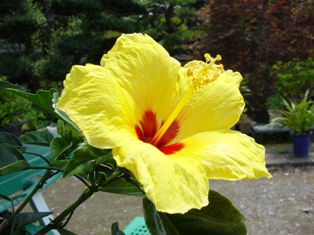 DSC00352