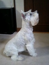 マイキー